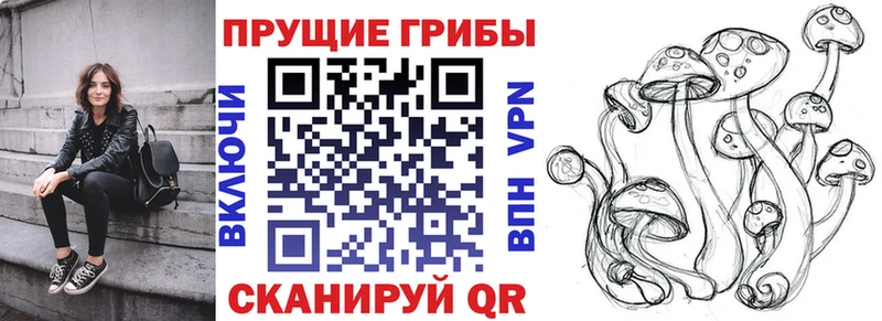 как найти закладки Кедровый Псилоцибиновые грибы мицелий